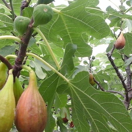 Apartman Laurus Malinska Luaran gambar