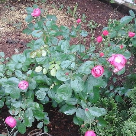 Apartman Laurus Malinska Luaran gambar